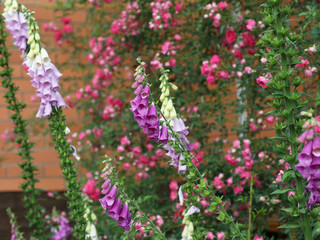 Lush flowering of pink, purple and white foxglove in the summer garden.