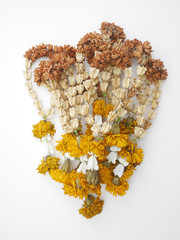 Dry Jasmine garland on white background