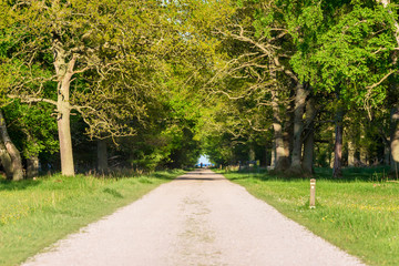 Fototapeta premium Straight and narrow country road and hiking trail through forest. Open sea visible through canopy tunnel. Far away people at the end of the road.