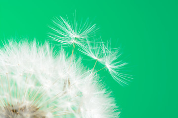 Dandelion on green background