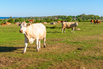 Golden beige dairy cow walking towards you on pasture. Other cows in background.