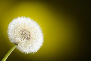 Dandelion on yellow background