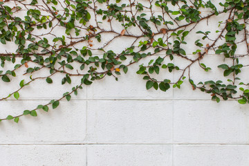 green ivy and concrete wall