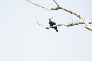 Birds resting in a tree in Danube Delta area, Romania, in a summer sunny day, clear blue sky