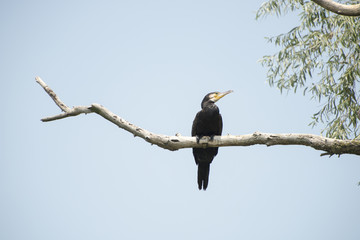 Birds resting in a tree in Danube Delta area, Romania, in a summer sunny day, clear blue sky