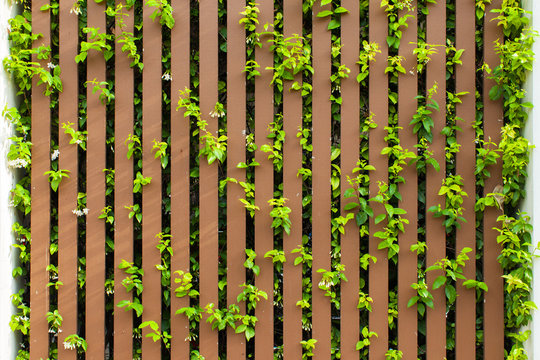 Brown fence and leaf plant over the fence background