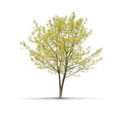 Obraz premium High definition Tree isolated on a white background
