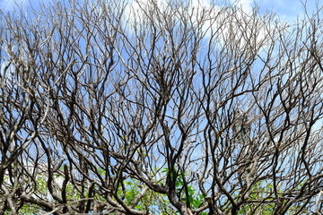 Branches with Blue Sky Background.