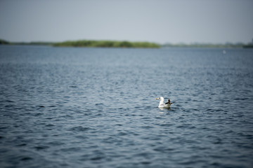 Landscape with waterline and a solitary bird in Danube Delta, Romania, at evening time, summer day