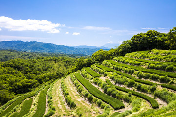 茶畑