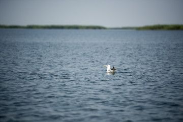 Landscape with waterline and a solitary bird in Danube Delta, Romania, at evening time, summer day