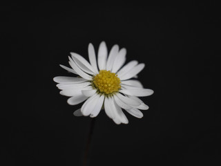 Obraz premium flower with white petals