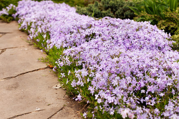 Perennial ground cover blooming plant. Creeping phlox - Phlox subulata or moss phlox on the alpine flowerbed. Selective focus. - obrazy, fototapety, plakaty