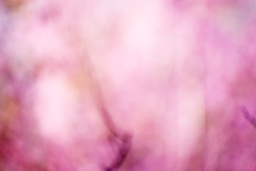 blur background light pink abstract background