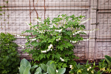 Bleeding Heart flower Dicentra spectabilis alba in the garden. Selective focus.