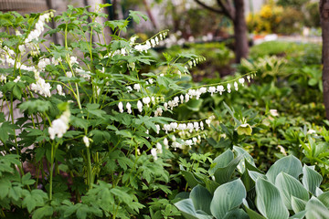 Bleeding Heart flower Dicentra spectabilis alba in the garden. Selective focus.