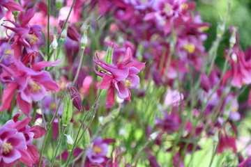 Aquilegia flower in the garden