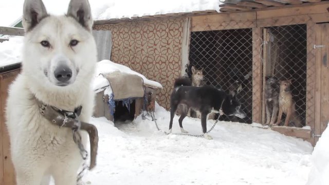 stray dogs at the shelter in the winter in jail