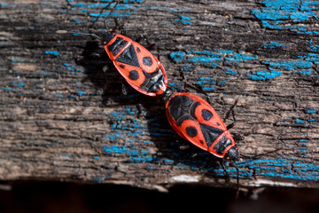 Two red soldier bug are scramble on a wooden table.