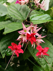 Bleeding heart vine, red flowers