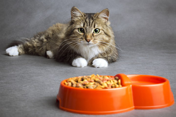 Portrait of a domestic cat looking at the bowl with meal