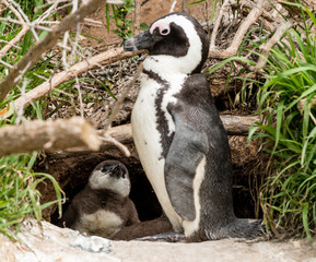 Naklejka premium African Penguins (lat. Spheniscus Demersus) in front of a nest