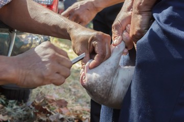 Veterinarians are undergoing surgery for piglets with intestinal diseases. © thanavut