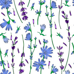Seamless floral vector pattern, Chicory, Lavender flower hand drawn colorful illustration, doodle ink sketch isolated on white, medical endive plant,decorative background for greeting card, medicine