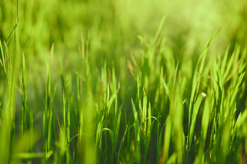Fototapeta na wymiar Green grass, dew on the grass, sun rays fall on the grass
