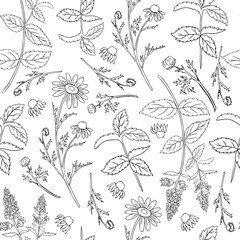 Seamless floral vector pattern, Mint leaves, peppermint buds, Chamomile wild field flowers isolated on white background, hand drawn daisy doodle illustration for design package tea, menu, medicine
