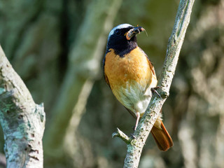 Redstart - Phoenicurus phoenicurus
