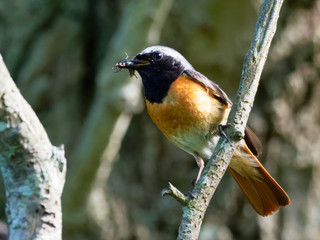 Redstart - Phoenicurus phoenicurus
