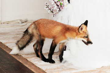 Obraz premium Redhead fox in the room.