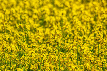 Obraz premium yellow flower background