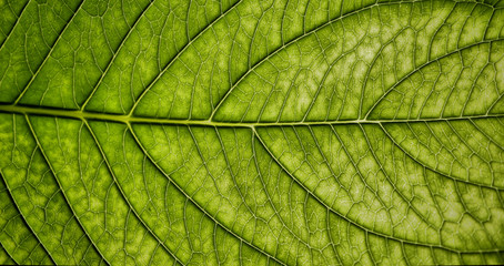 Naklejka na ściany i meble leaf close up