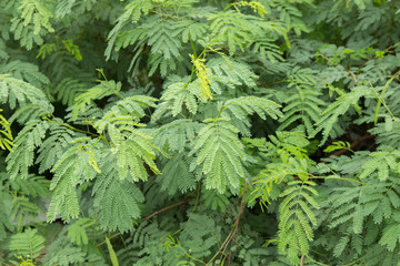 Leaf Texture