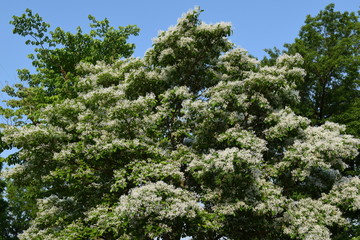 ナンジャモンジャの木　白い花の開花　緑と青空