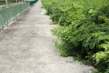 Fototapeta na wymiar garden walkway