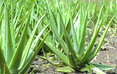 Obraz premium Aloe vera plant in the garden, this is a medicinal plant and is a cool food for the body in the summer