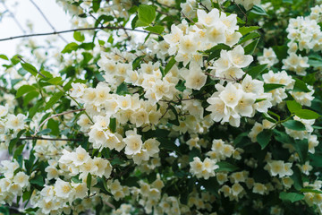 Jasmine bush with white flowers and green leaves in full blossom at summer park, floral background. Beautiful jasmin flowers in bloom