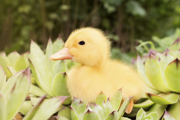 Baby Duck in The Garden Outdoors