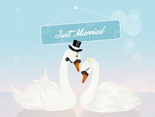 Wedding of swans