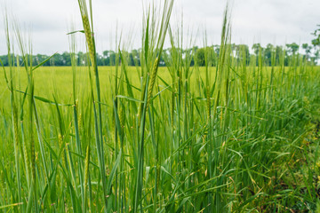 Obraz premium Green wheat field, beautiful sky with clouds, free space for text. Sunny agriculture landscape, background. Wheat field with green spikelets. Macro photo of green of wheat