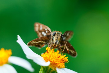 butterflies ,bug, butterfly, insect.
