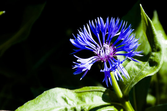 il fiordaliso selvatico