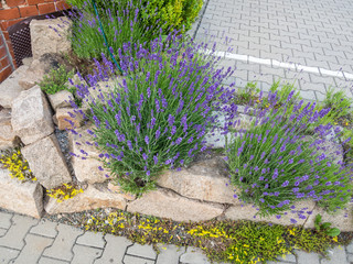 Steingarten mit Lavendel