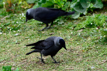 Western jackdaws at Duddingston Loch, Scotland