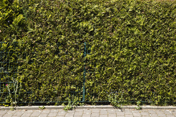 Hecke und Zaun, Nordrhein-Westfalen, Deutschland, Europa
