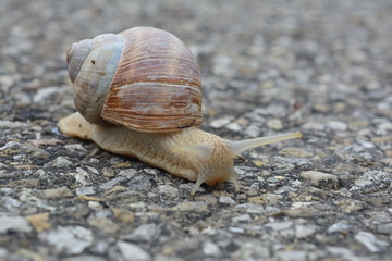 Schnecke auf dem Weg