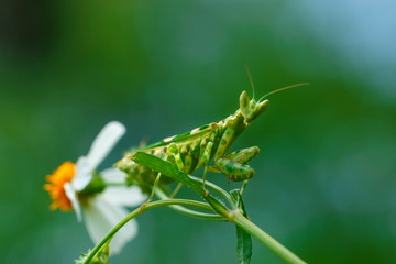 Mantis,Grasshopper,Insects.